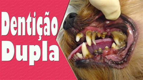 Meu Cachorro Perde Os Dentes: Isso É Normal?